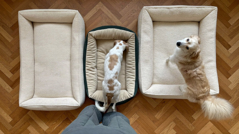 Hoe kies je de juiste mandmaat voor jouw hond?