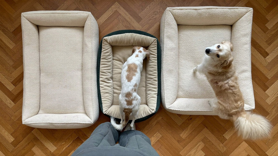 Hoe kies je de juiste mandmaat voor jouw hond?