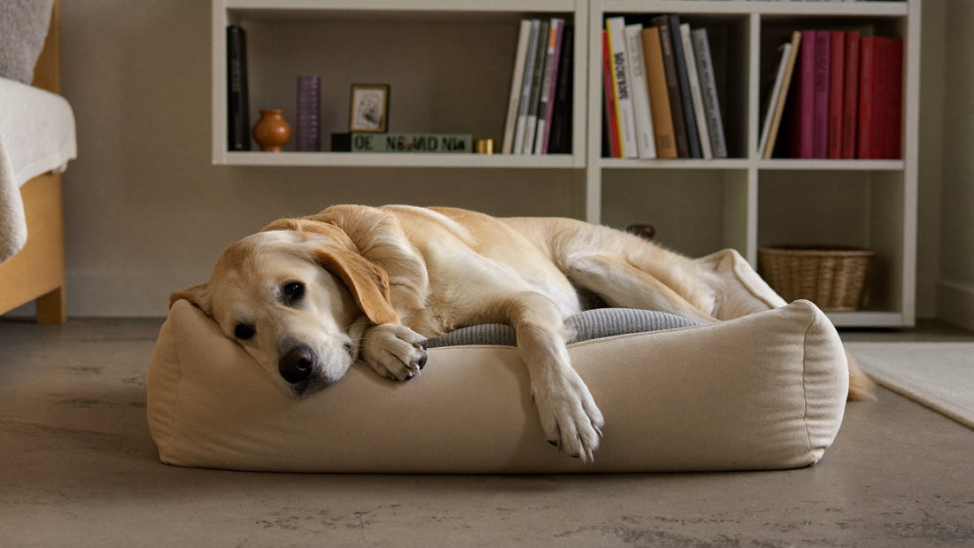 5 tekenen dat je hond zijn mand te klein vindt